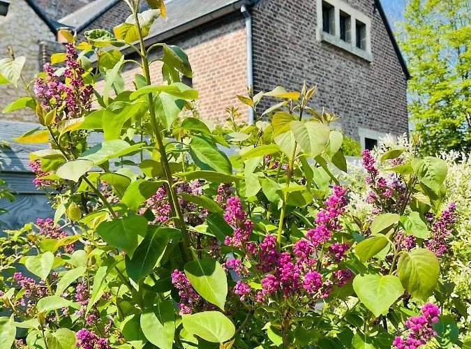 فندق مبيت وإفطار A Little Peace And Quiet Wahlwiller